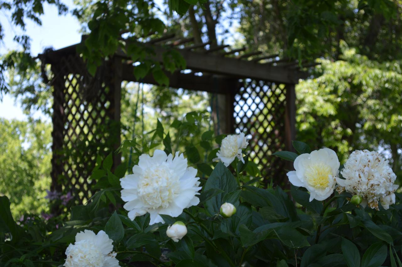 Rose Cottage Bed & Breakfast Fairplay 외부 사진